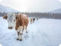 boeuftroupeauneige  2 sur 1  Lisse